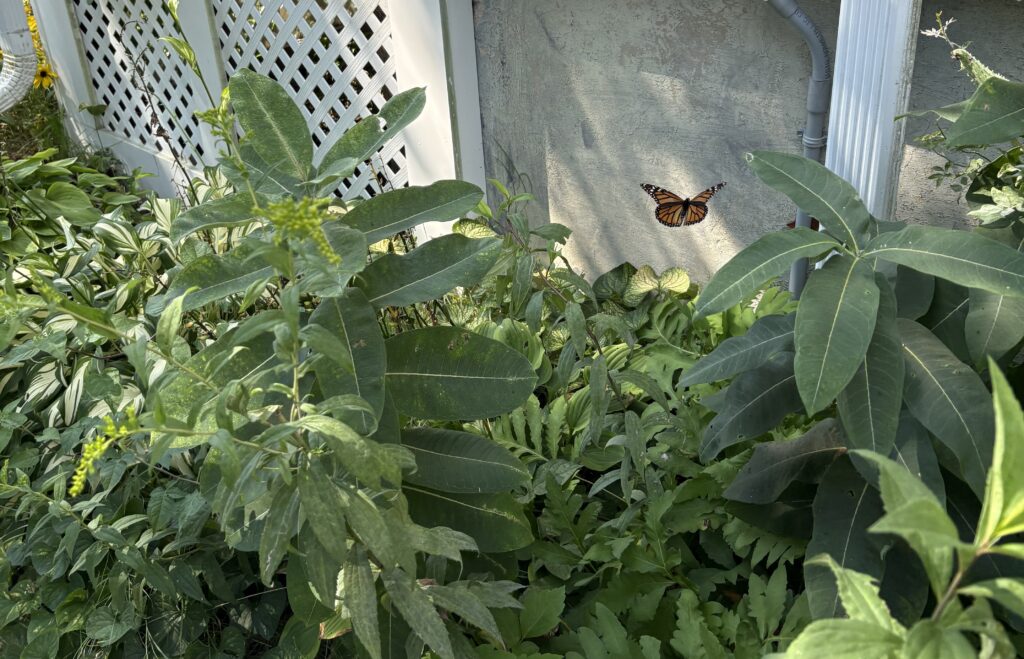 butterfly