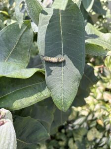 caterpillar