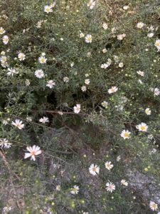 asters Sept2026