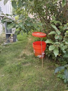 mosquito bucket challenge